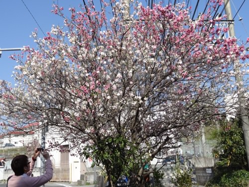 八重桜