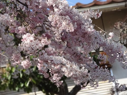 sakura